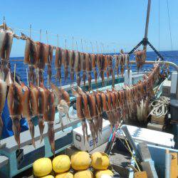 大進丸（愛知） 釣果