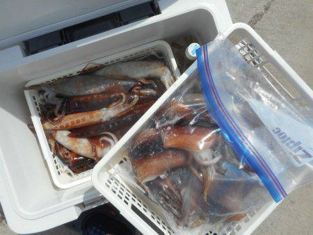 大進丸（愛知） 釣果