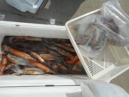 大進丸（愛知） 釣果