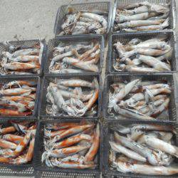 大進丸（愛知） 釣果