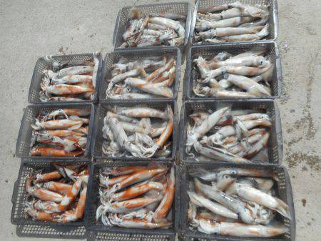 大進丸（愛知） 釣果