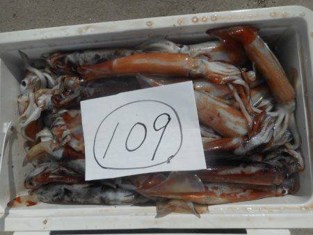 大進丸（愛知） 釣果