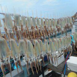 大進丸(愛知) 釣果