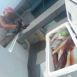 大進丸（愛知） 釣果