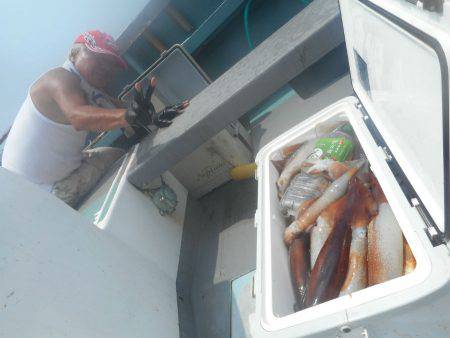 大進丸（愛知） 釣果