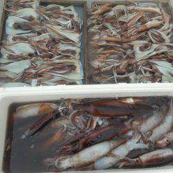 大進丸（愛知） 釣果