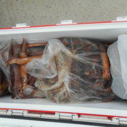 大進丸（愛知） 釣果