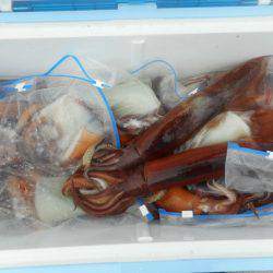 大進丸（愛知） 釣果