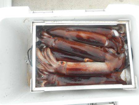 大進丸（愛知） 釣果