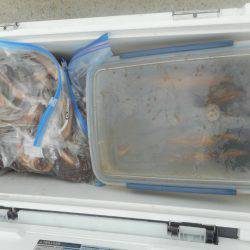 大進丸（愛知） 釣果