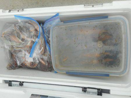 大進丸（愛知） 釣果