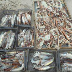 大進丸（愛知） 釣果