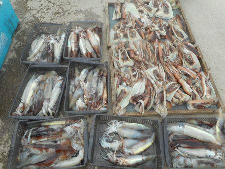 大進丸（愛知） 釣果