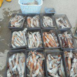 大進丸（愛知） 釣果