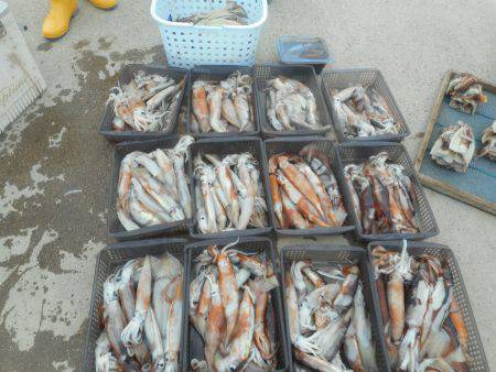 大進丸（愛知） 釣果