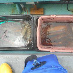 大進丸（愛知） 釣果