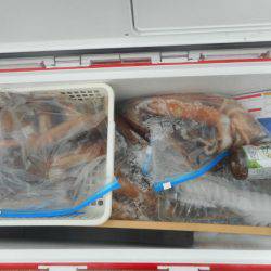 大進丸（愛知） 釣果