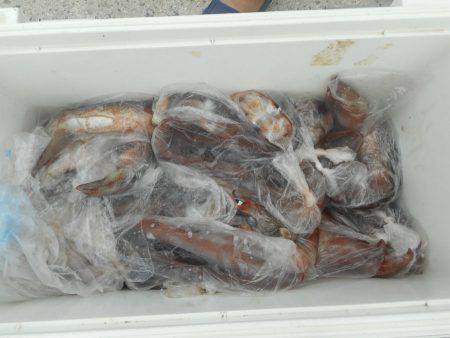 大進丸（愛知） 釣果