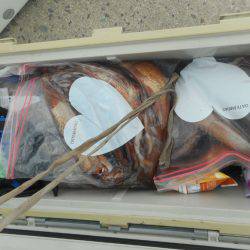 大進丸（愛知） 釣果