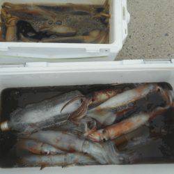 大進丸（愛知） 釣果