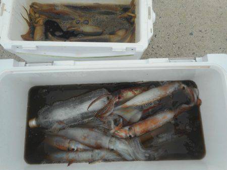 大進丸（愛知） 釣果