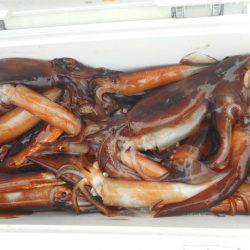 大進丸（愛知） 釣果