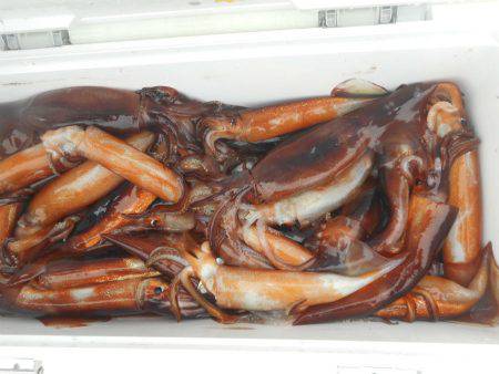 大進丸（愛知） 釣果