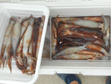 大進丸（愛知） 釣果