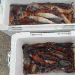 大進丸（愛知） 釣果