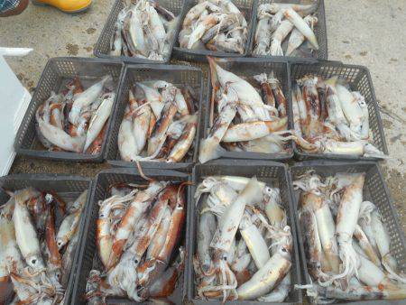 大進丸（愛知） 釣果