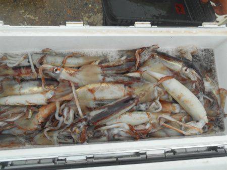 大進丸（愛知） 釣果