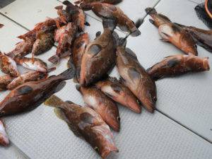 Fisherman Dreams DI 釣…