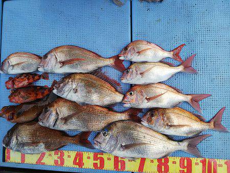 第二常豊丸 釣果