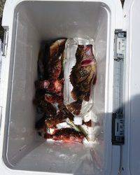 和歌山マリーナシティ釣り公園 釣果