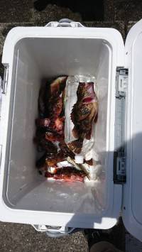 和歌山マリーナシティ釣り公園 釣果