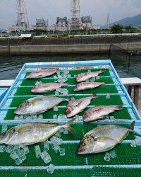 和歌山マリーナシティ釣り堀 釣果