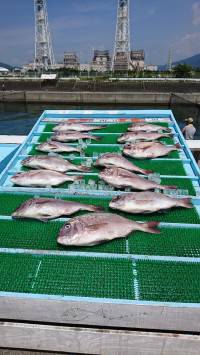 和歌山マリーナシティ釣り堀 釣果