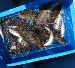 舵丸 釣果