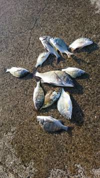 和歌山マリーナシティ釣り公園 釣果