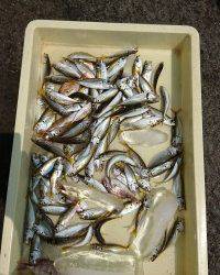 和歌山マリーナシティ釣り公園 釣果