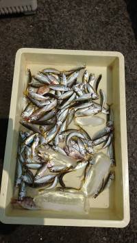 和歌山マリーナシティ釣り公園 釣果