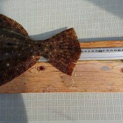 フィッシングボートACE(エース) 釣果