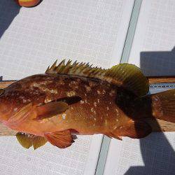 フィッシングボートACE(エース) 釣果