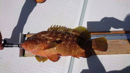 フィッシングボートACE(エース) 釣果