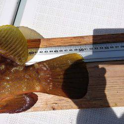 フィッシングボートACE(エース) 釣果