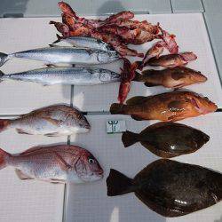 フィッシングボートACE(エース) 釣果