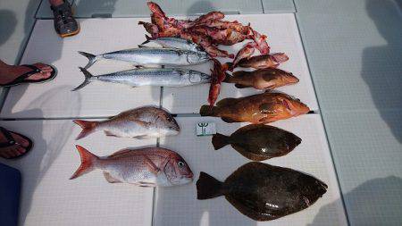 フィッシングボートACE(エース) 釣果