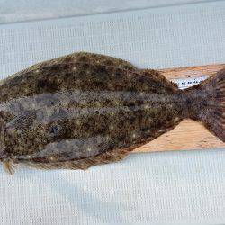 フィッシングボートACE(エース) 釣果