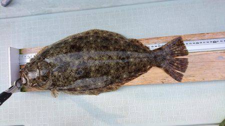 フィッシングボートACE(エース) 釣果