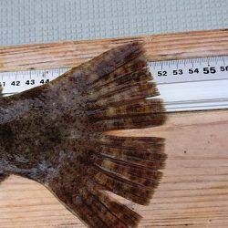 フィッシングボートACE(エース) 釣果